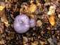 Ibolyás pereszke (Calocybe ionides), Budai-hegység